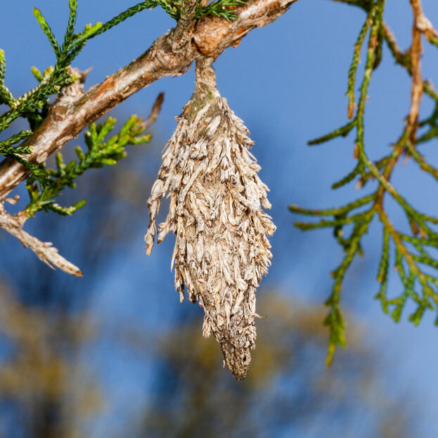 Bagworm in tree