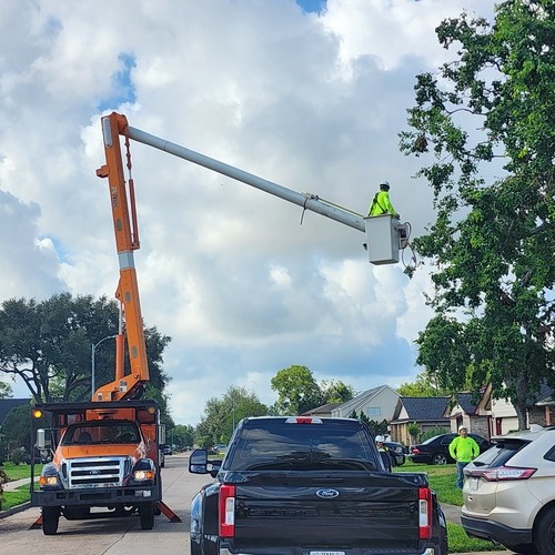 workers trimming trees