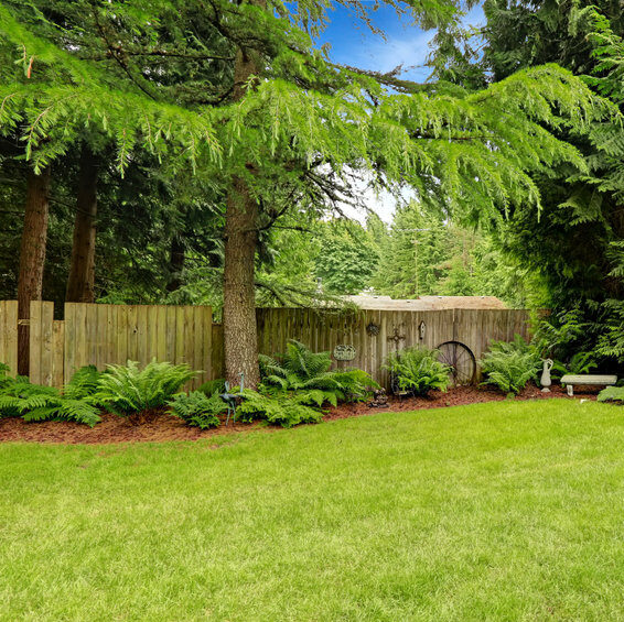 Healthy backyard with trees