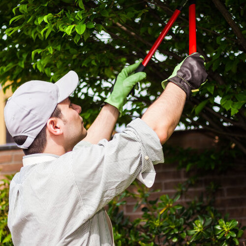 Worker pruning a tree.