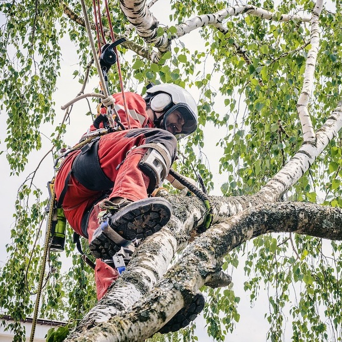 Man working on tree trimming services.