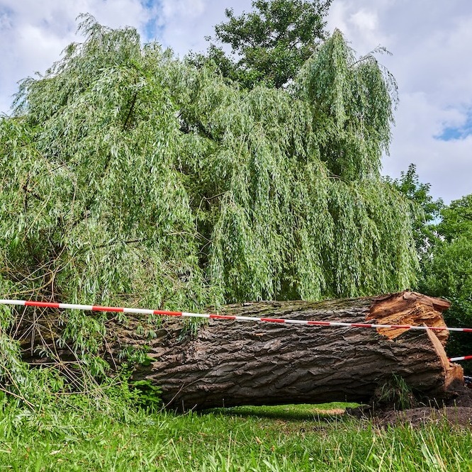 Downed tree on a golf course.