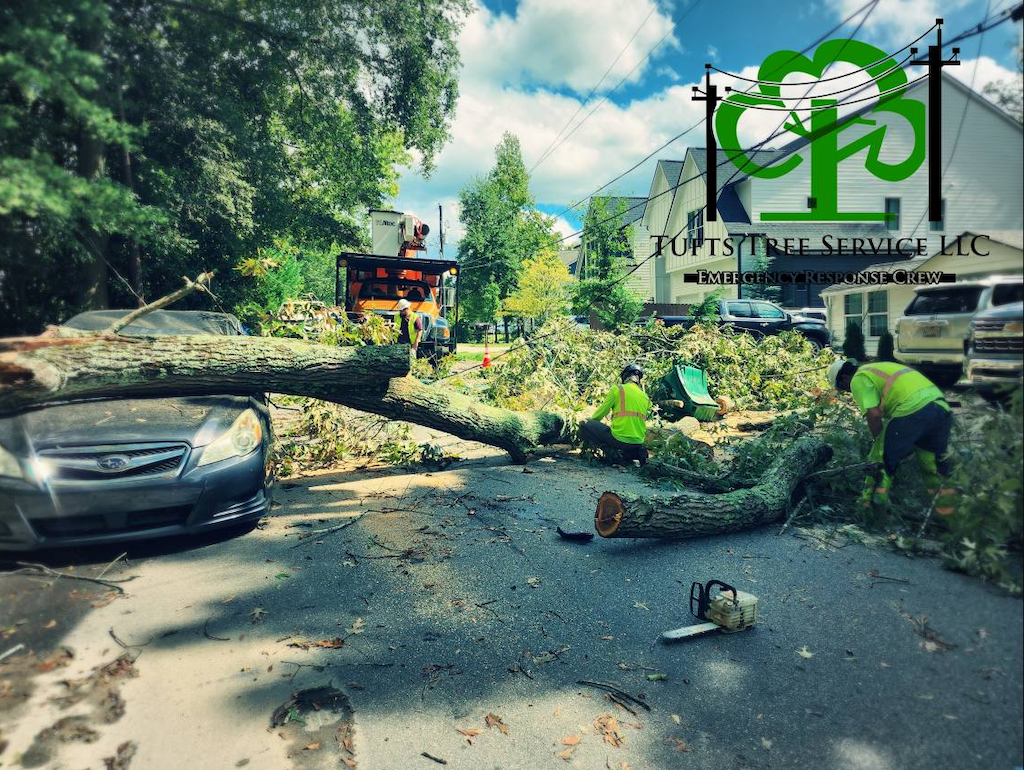 Emergency tree situation; a tree has fallen on a car in a street.