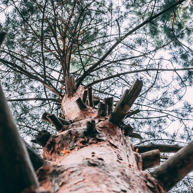 A tall tree with broken branches and a high canopy.