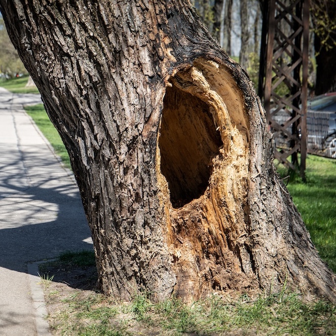 Hollow in large tree next to a pedestrian sidewalk.