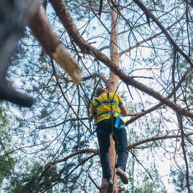 A arborist is trimming a tree.