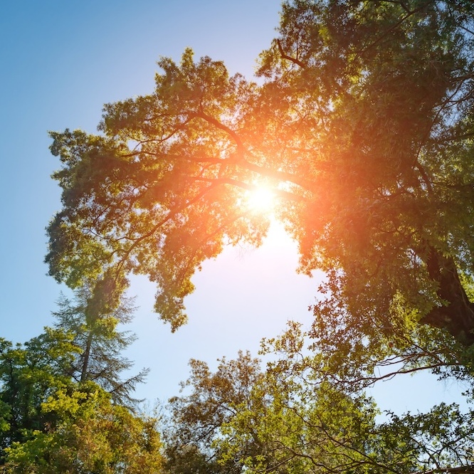 Afternoon sun filtering through the leaves of a tree.