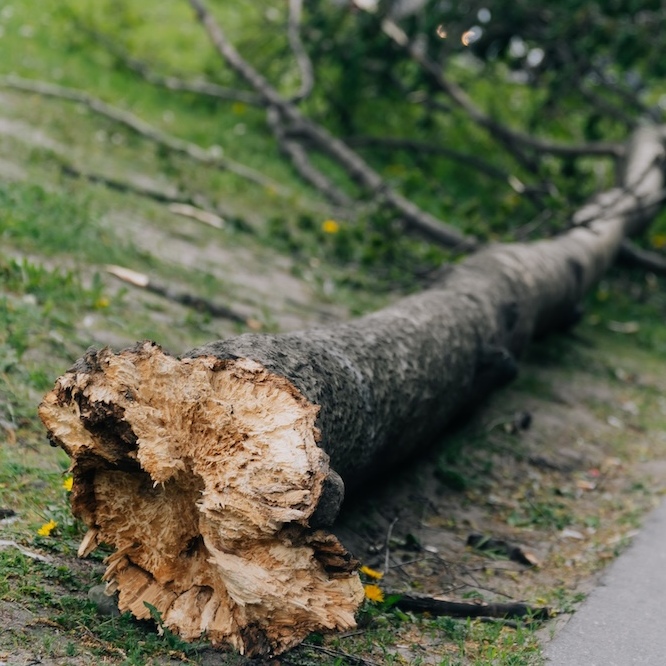 A downed tree next to a pedestrian walkway.