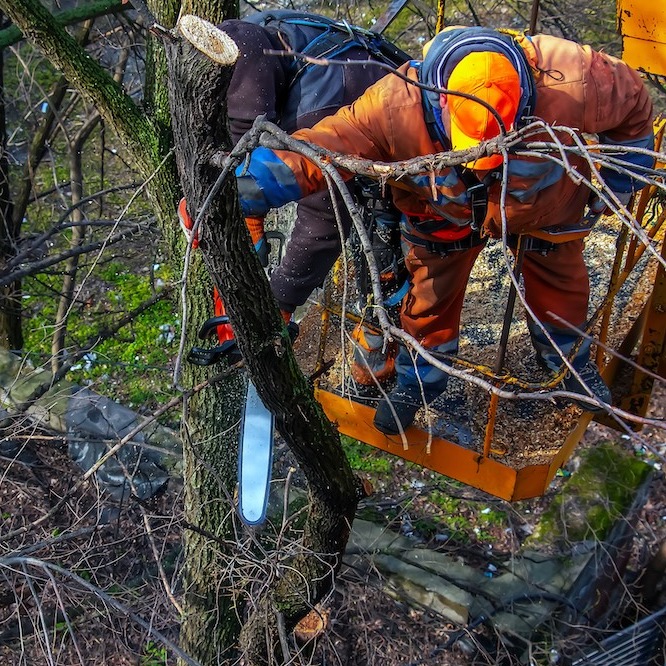 Arborist cutting down tree.